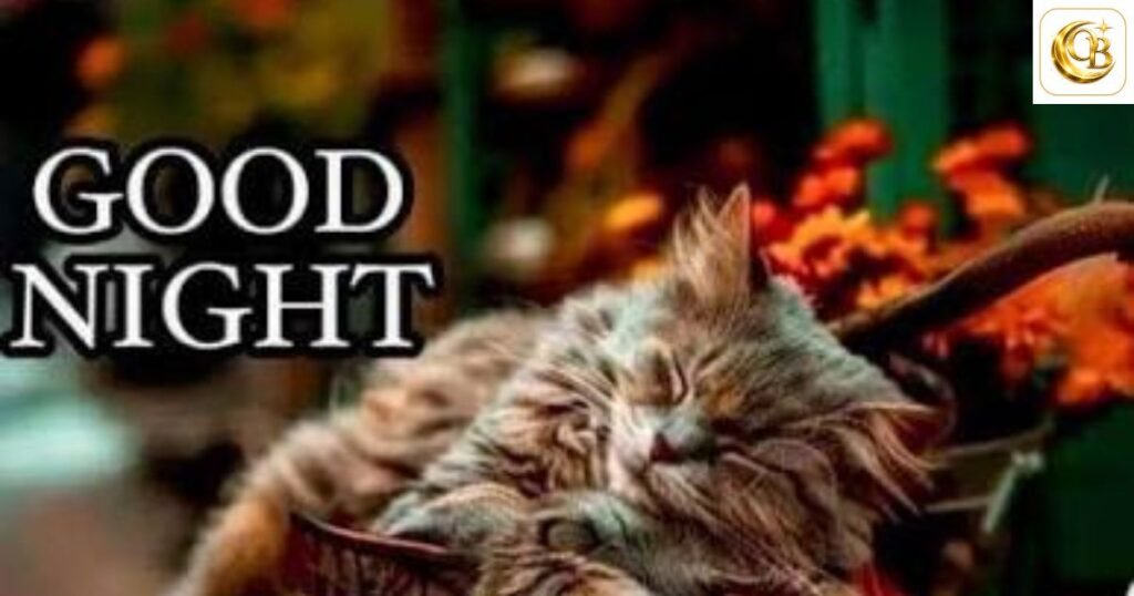 good night wishes